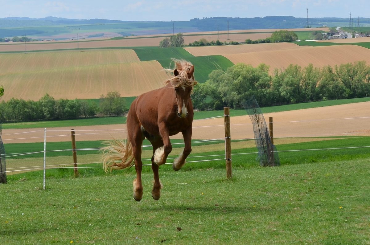 Kůň v trysku na pastvině